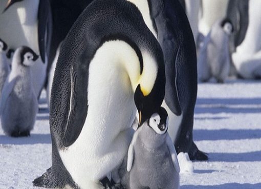 la marcia dei pinguini - il richiamo